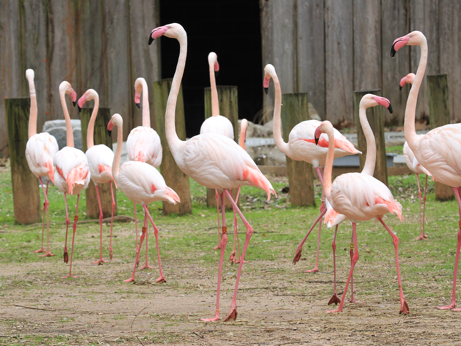 greater flamingos
