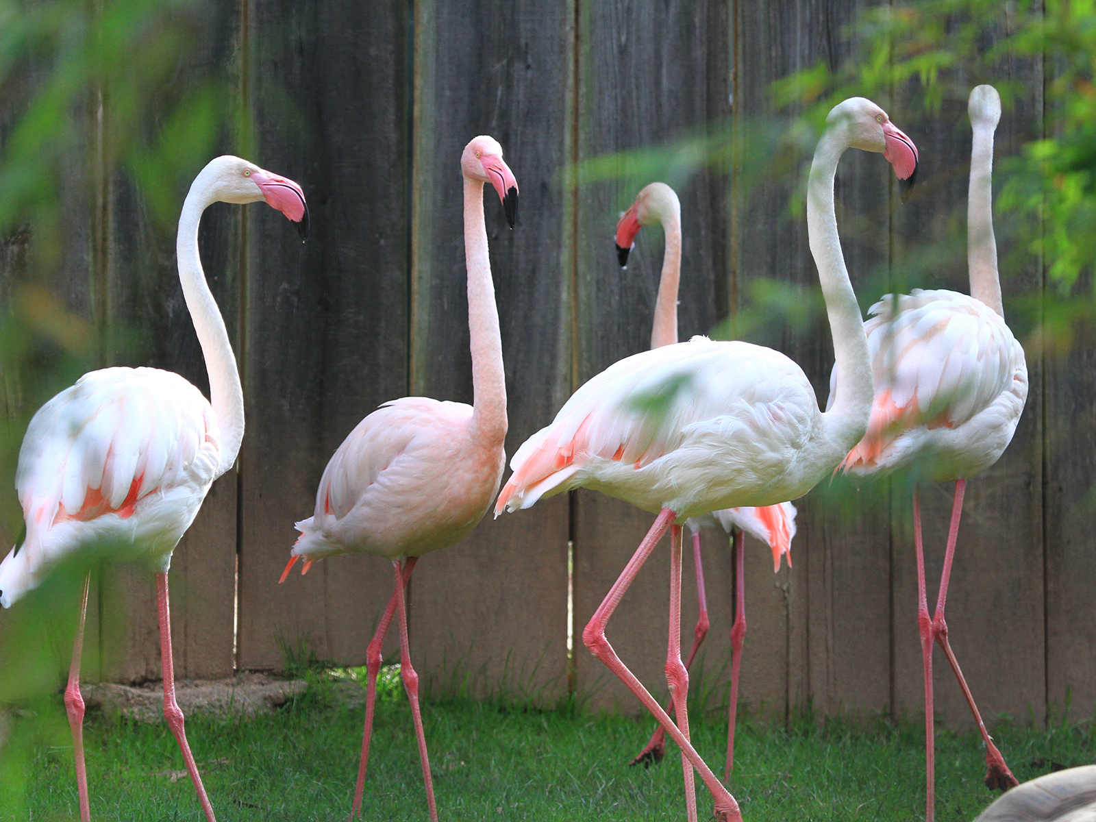 greater flamingos