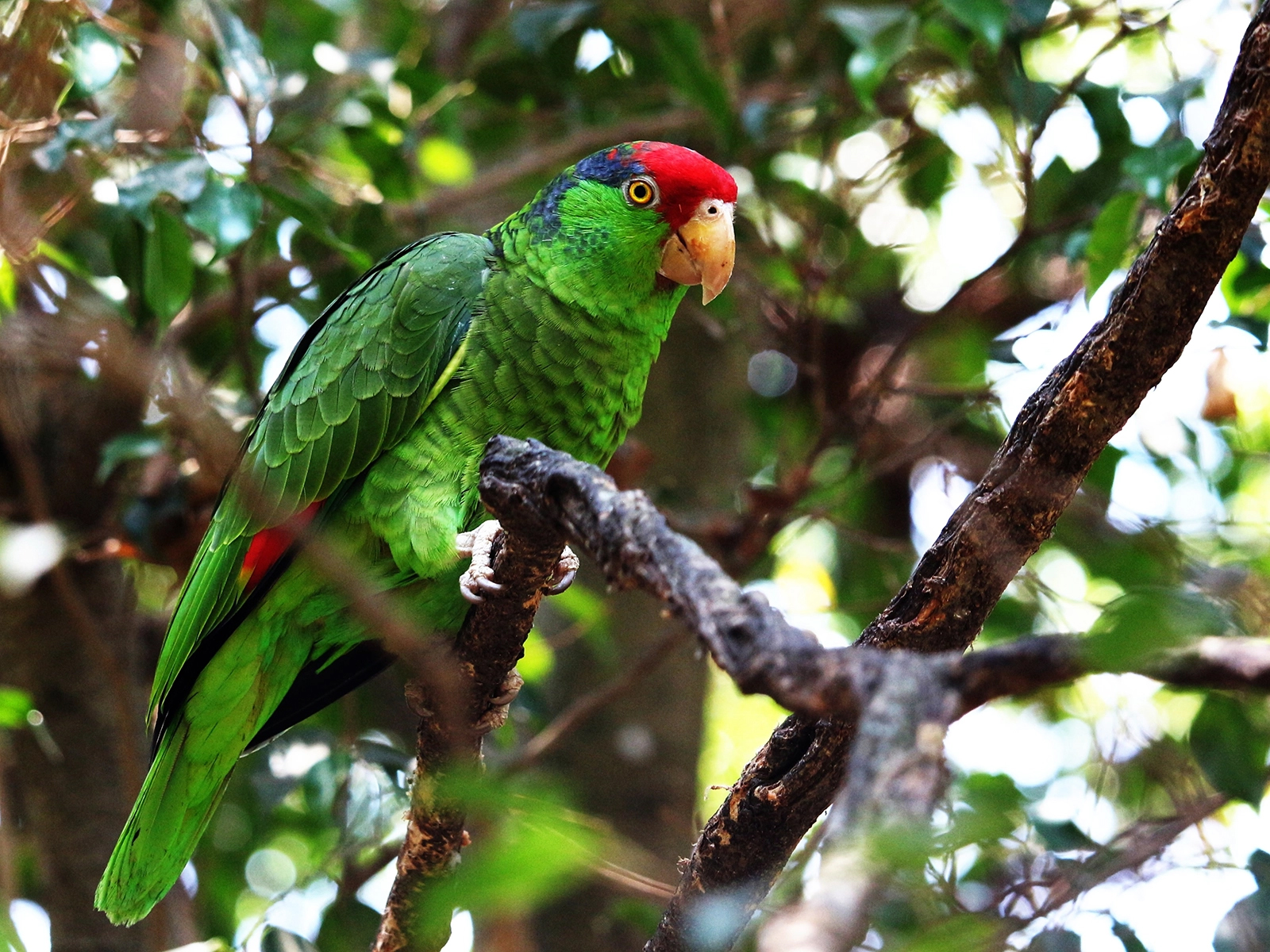 Green-cheeked Amazon