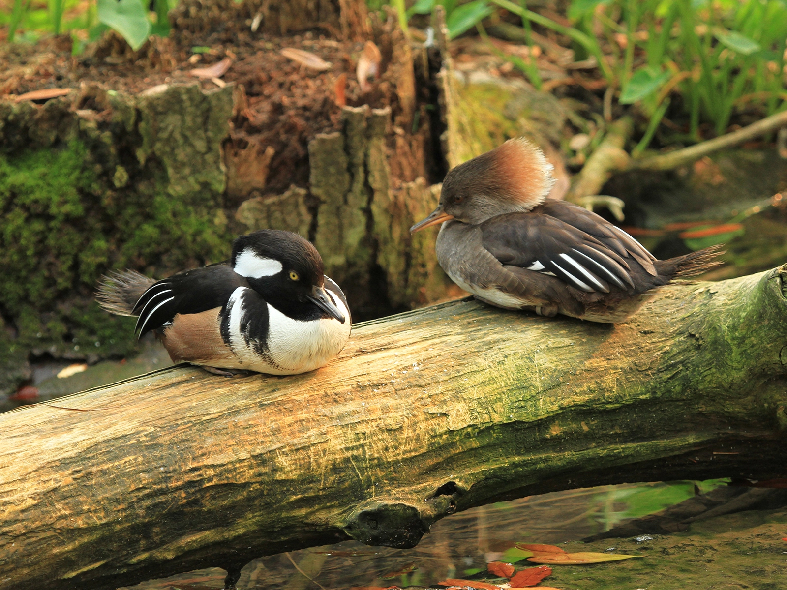 Hooded Merganser
