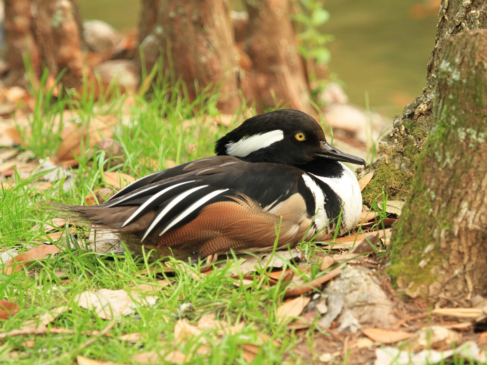 male hooded merganser