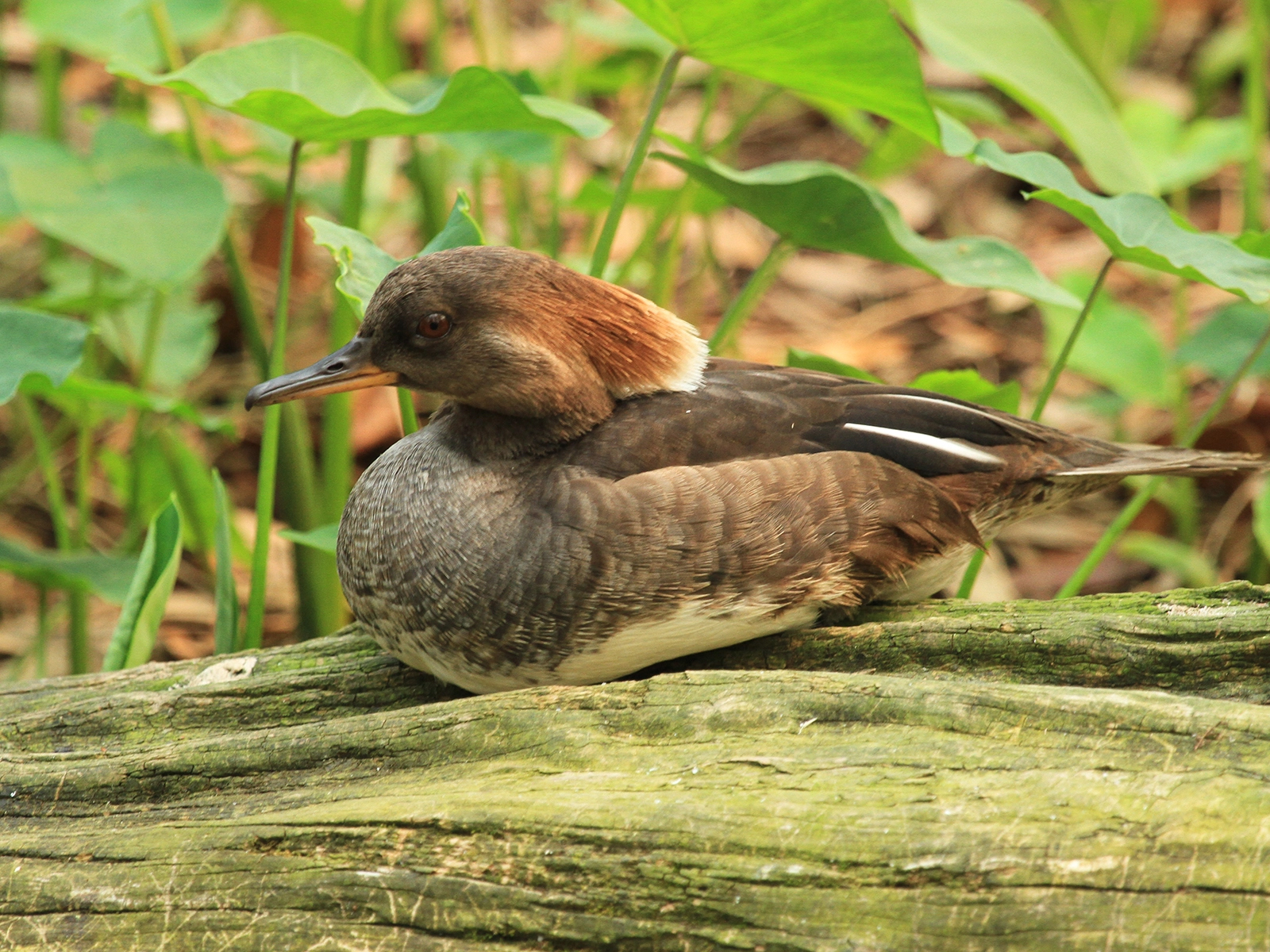 female hooded merganser