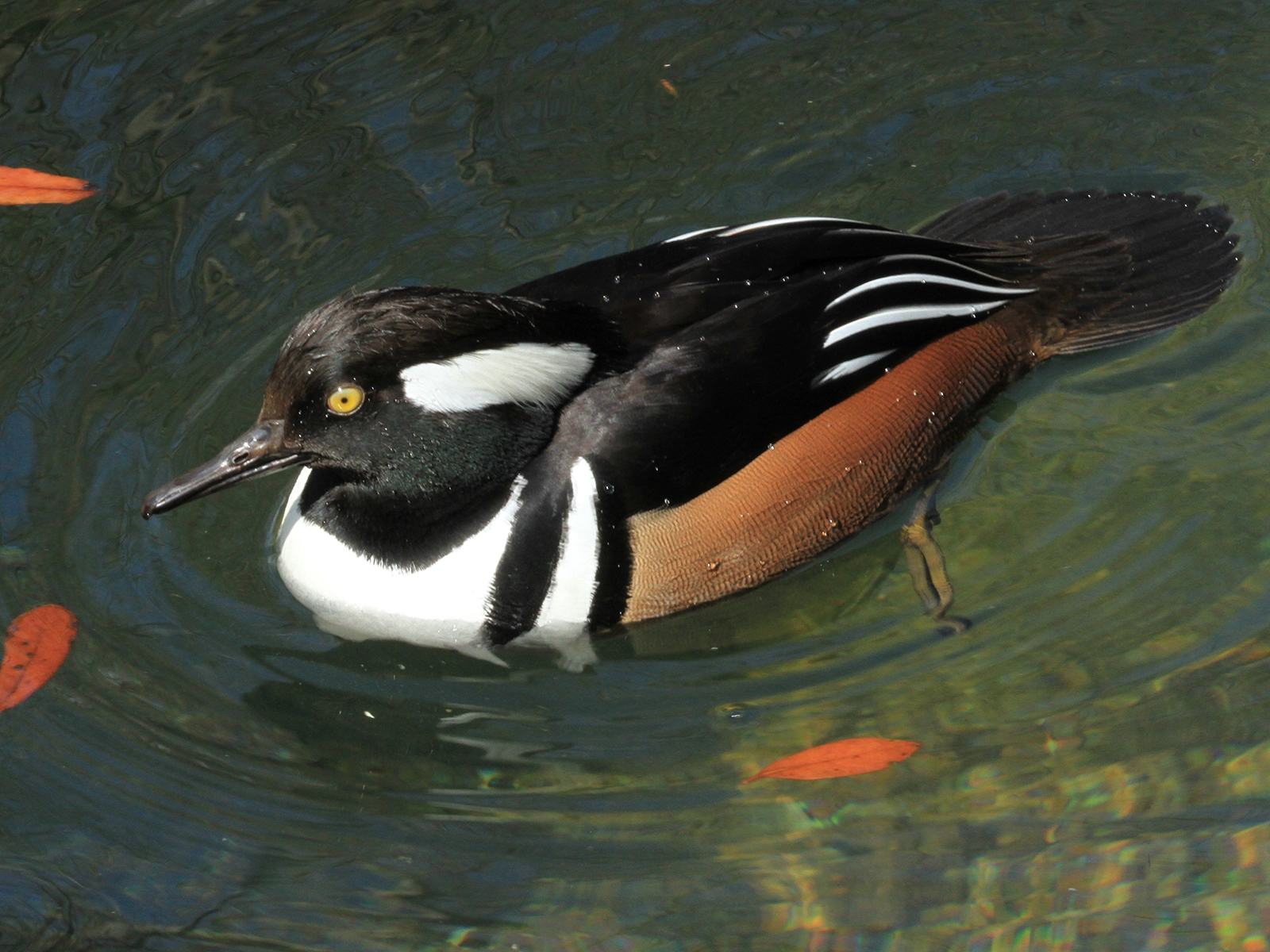 male hooded merganser