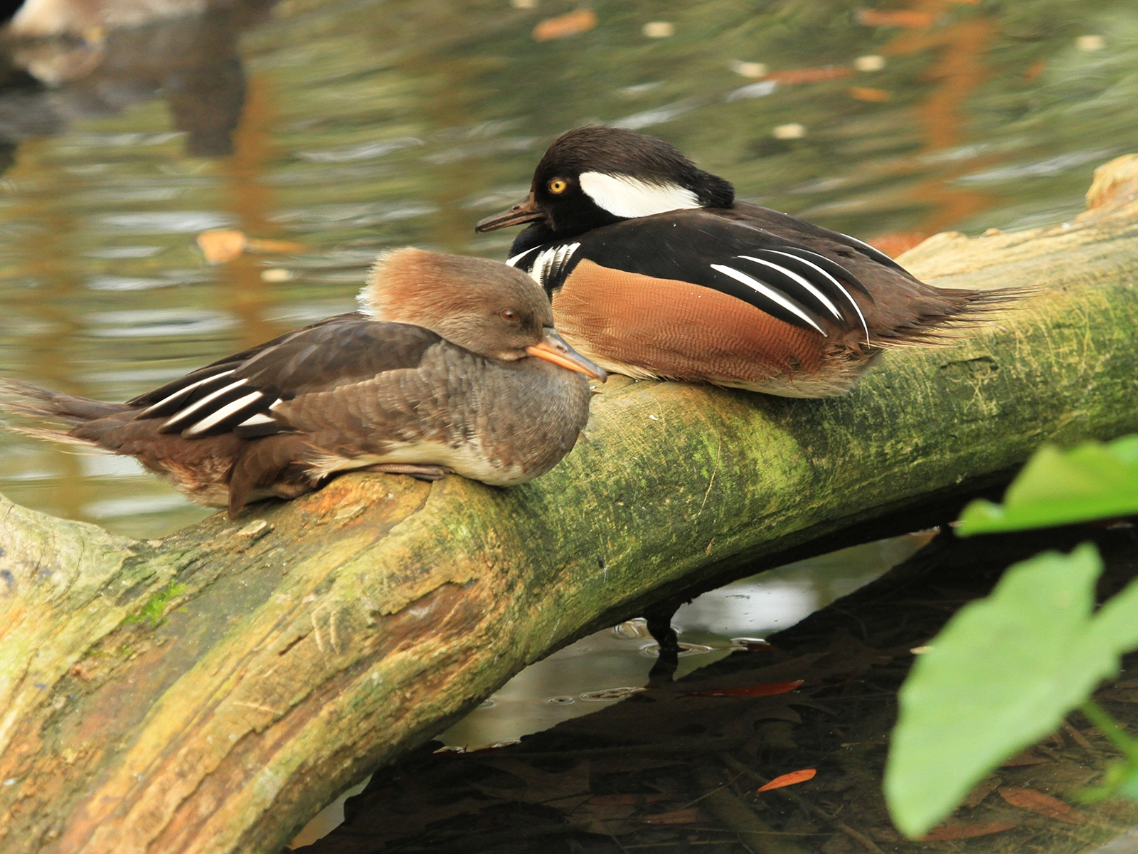 female and male hooded mergansers on log