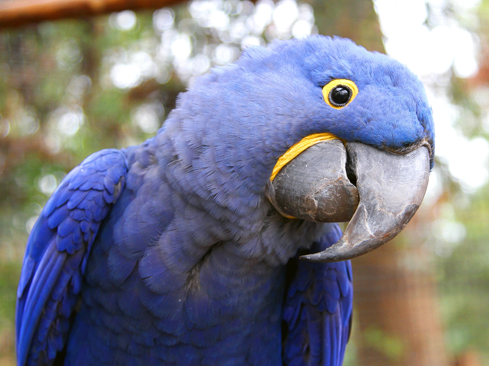 hyacinth macaw