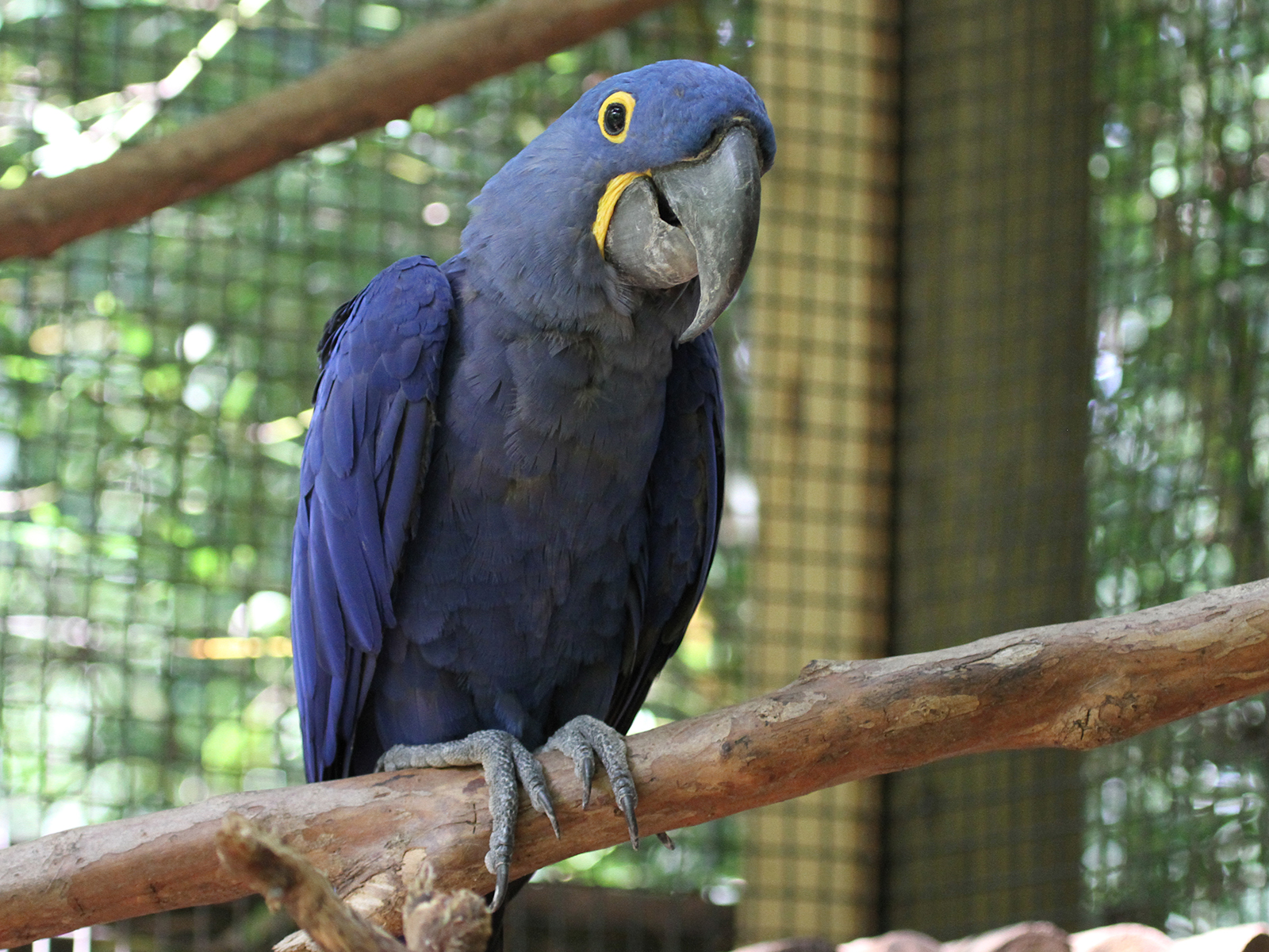 hyacinth macaw