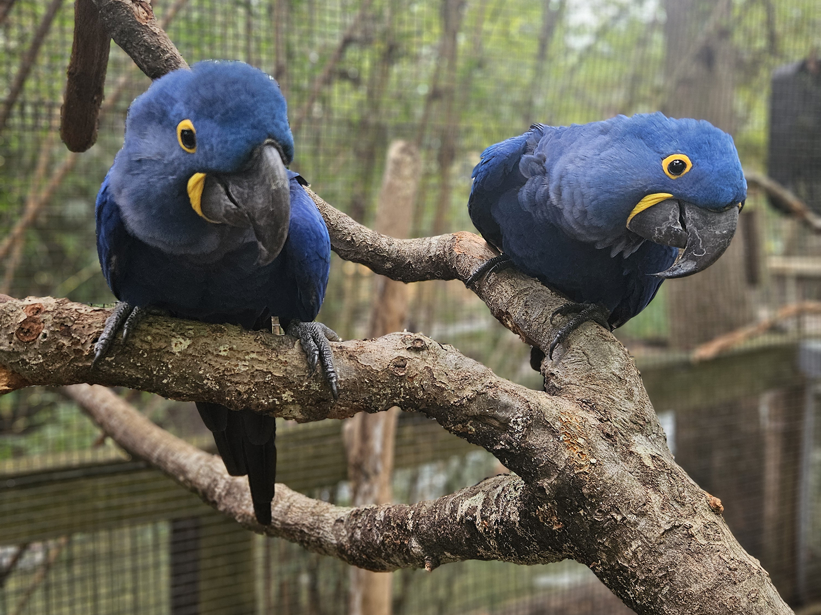 hyacinth macaw