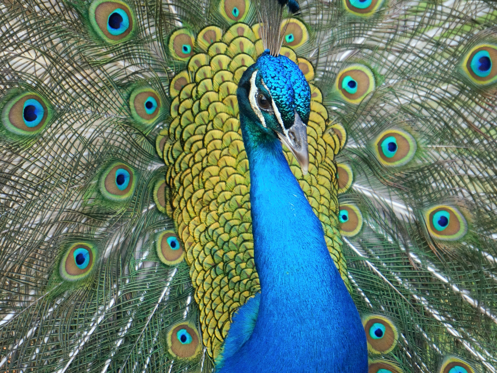 Indian Blue Peafowl