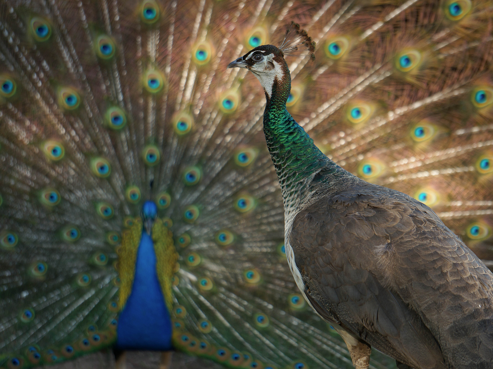 male and female Indian blue peafowl