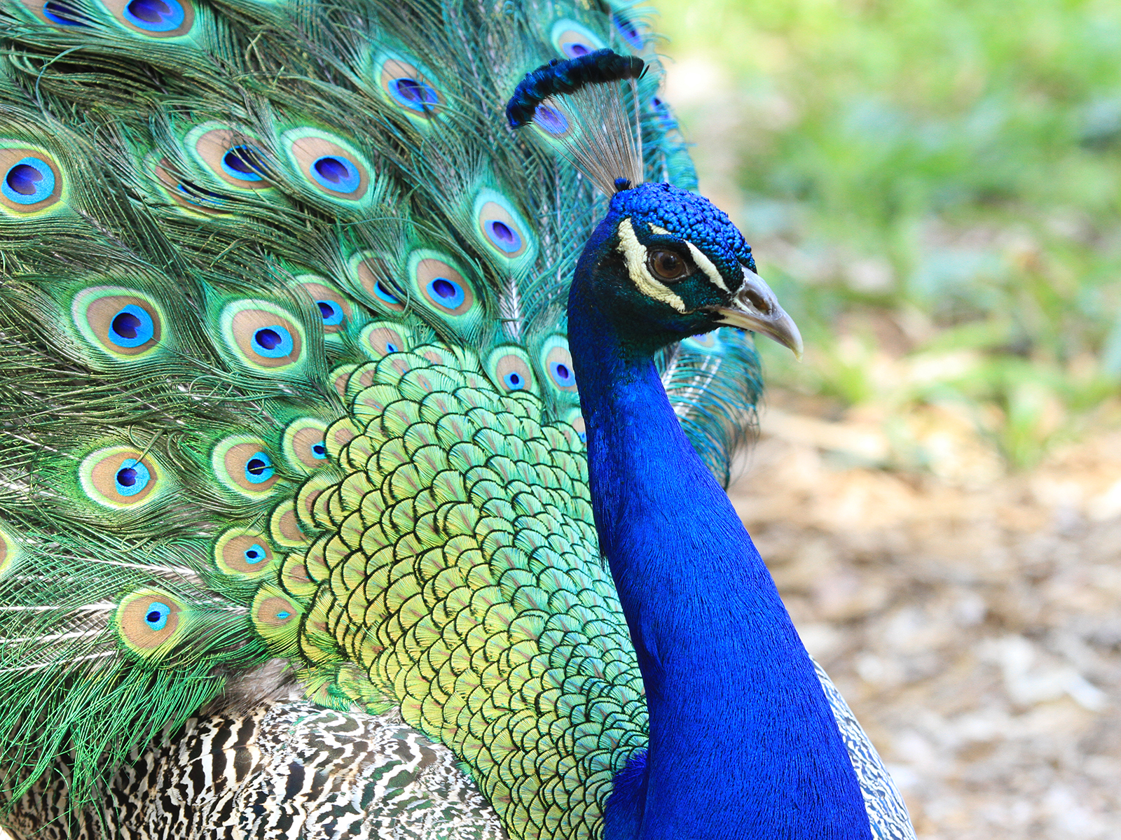 male Indian blue peafowl