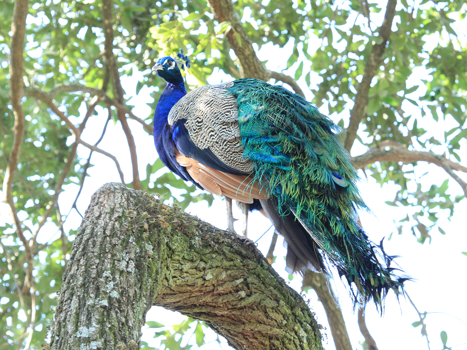 male Indian blue peafowl in tree