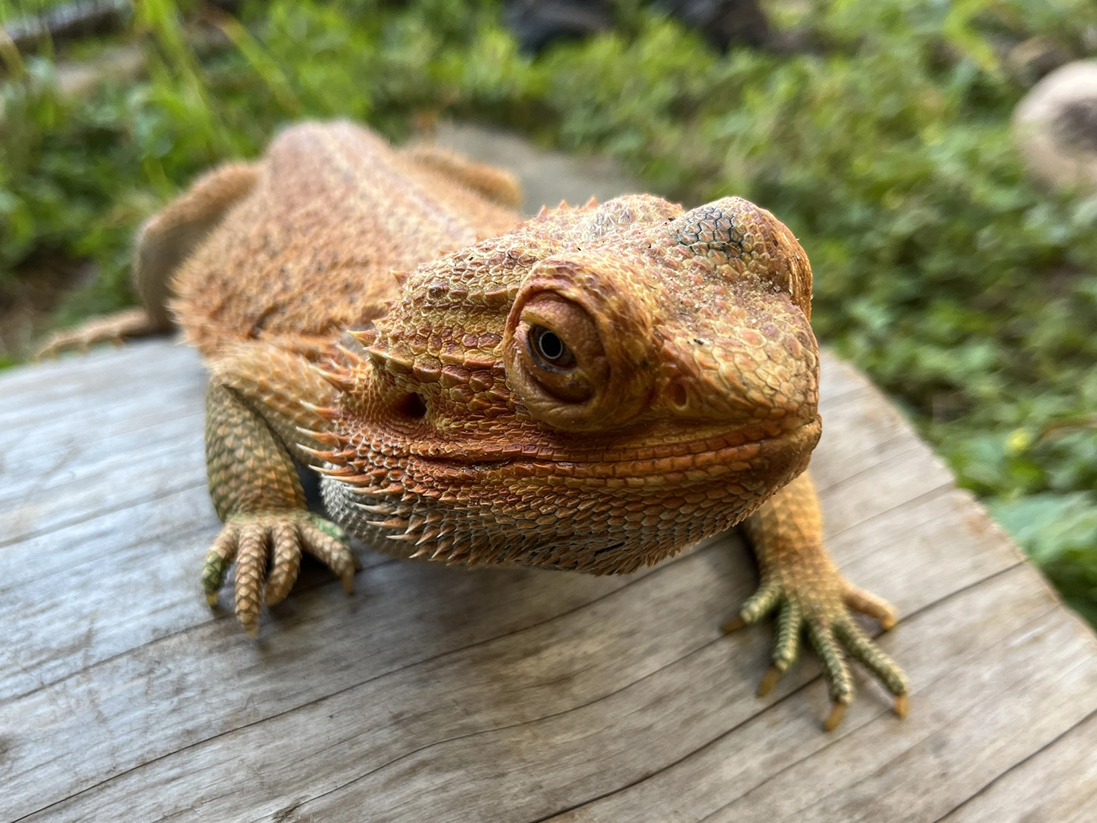Inland Bearded Dragon