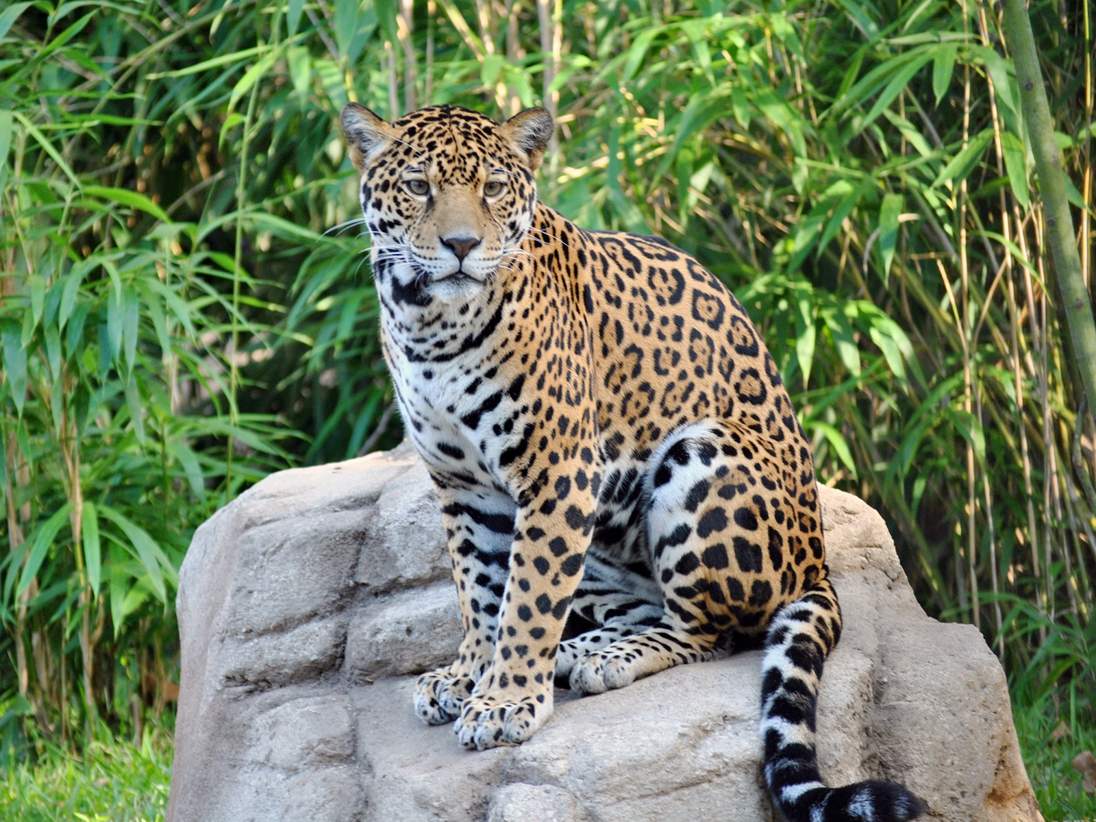 jaguar sitting on rock
