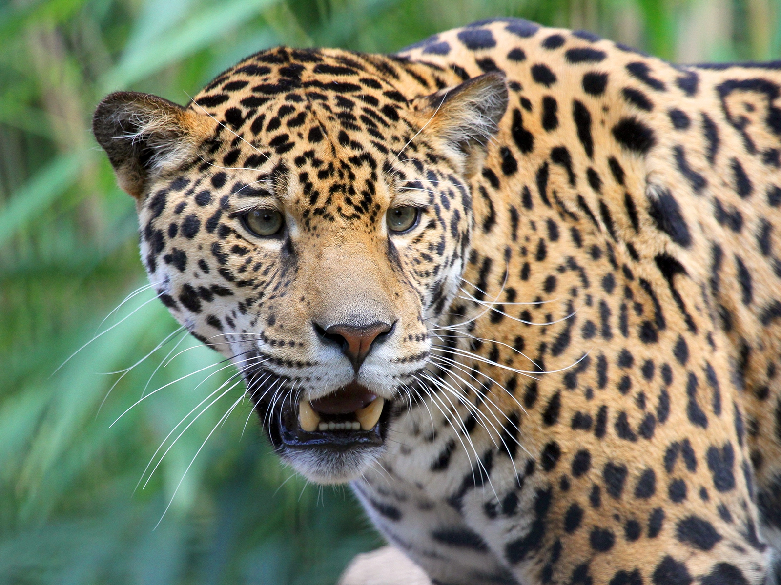 jaguar close up