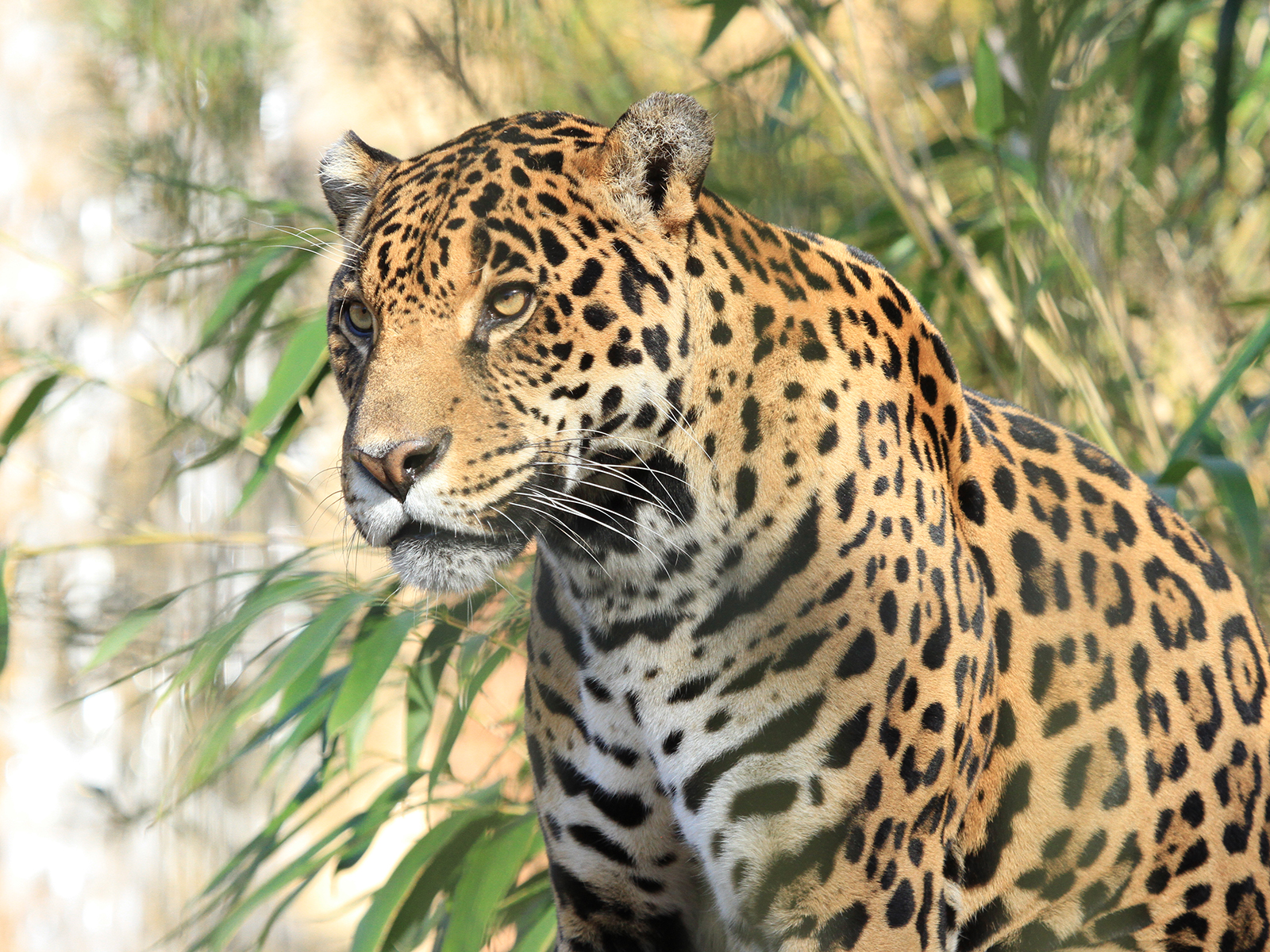 Bebu the male jaguar