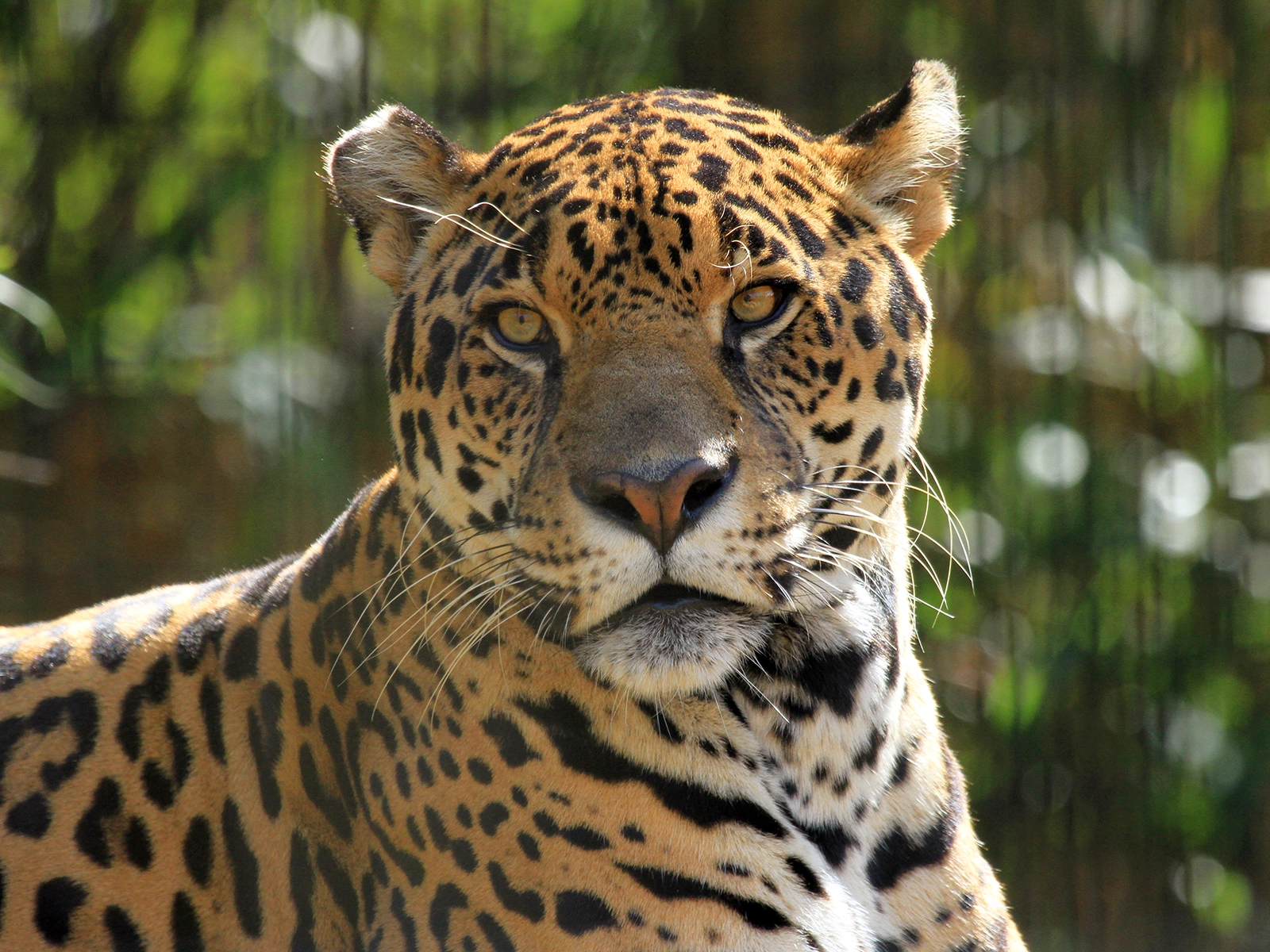 Bebu the male jaguar