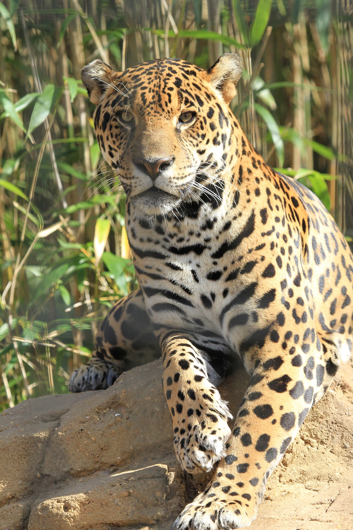 Bebu the male jaguar