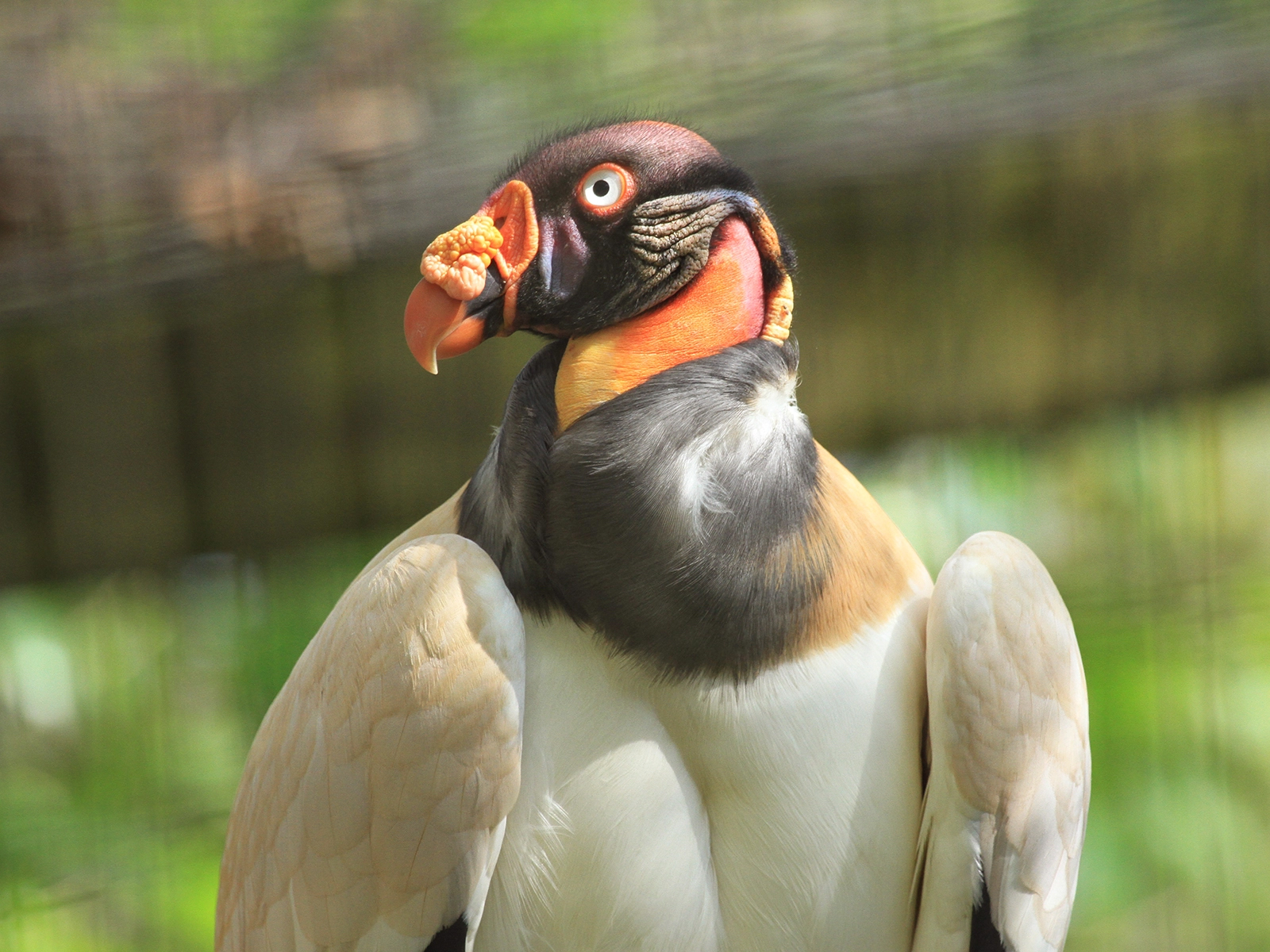 king vulture