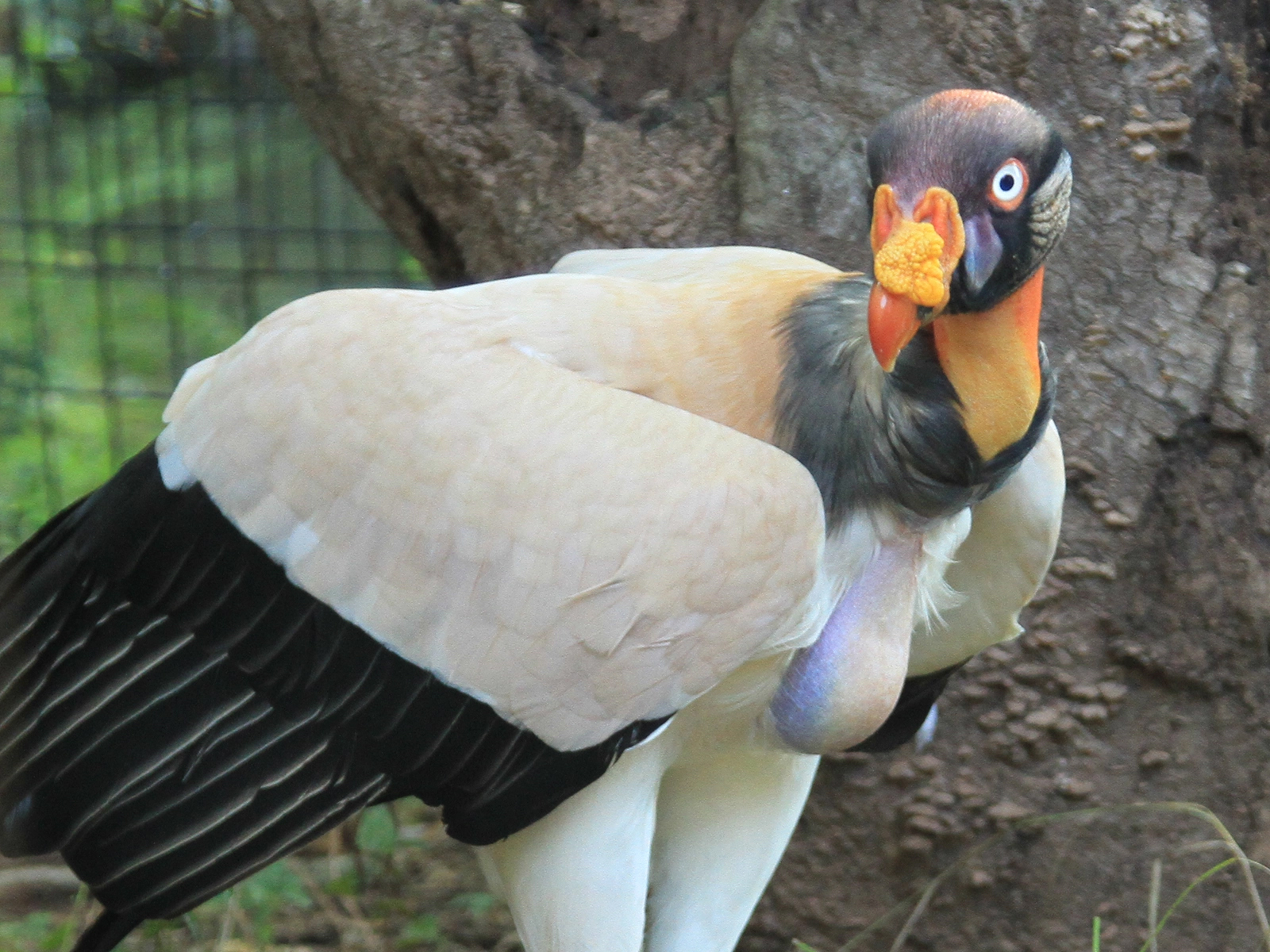 king vulture