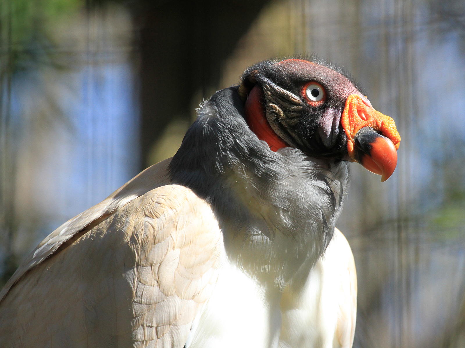 king vulture