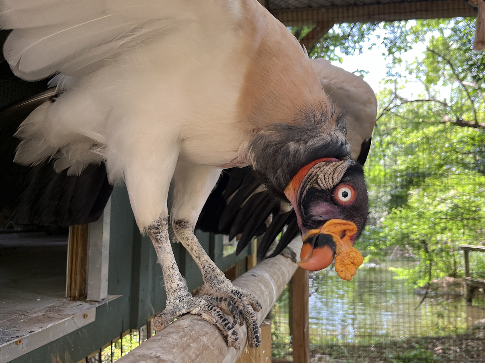 king vulture