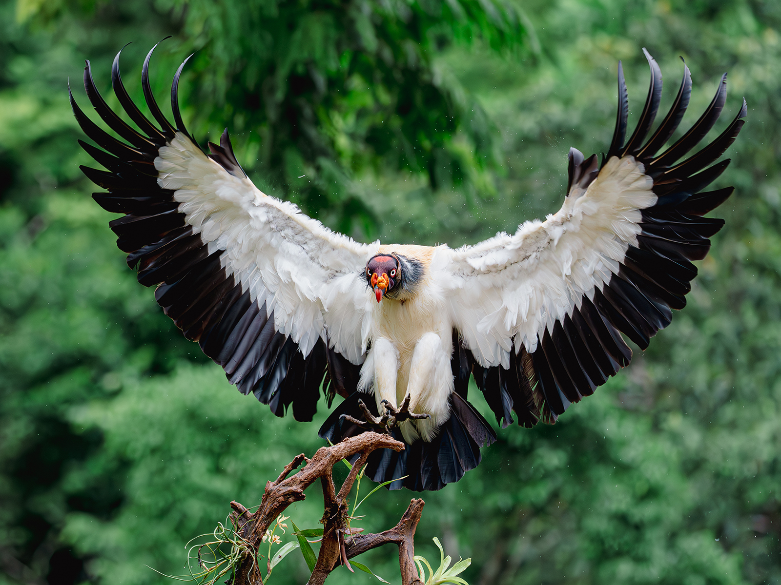 king vulture