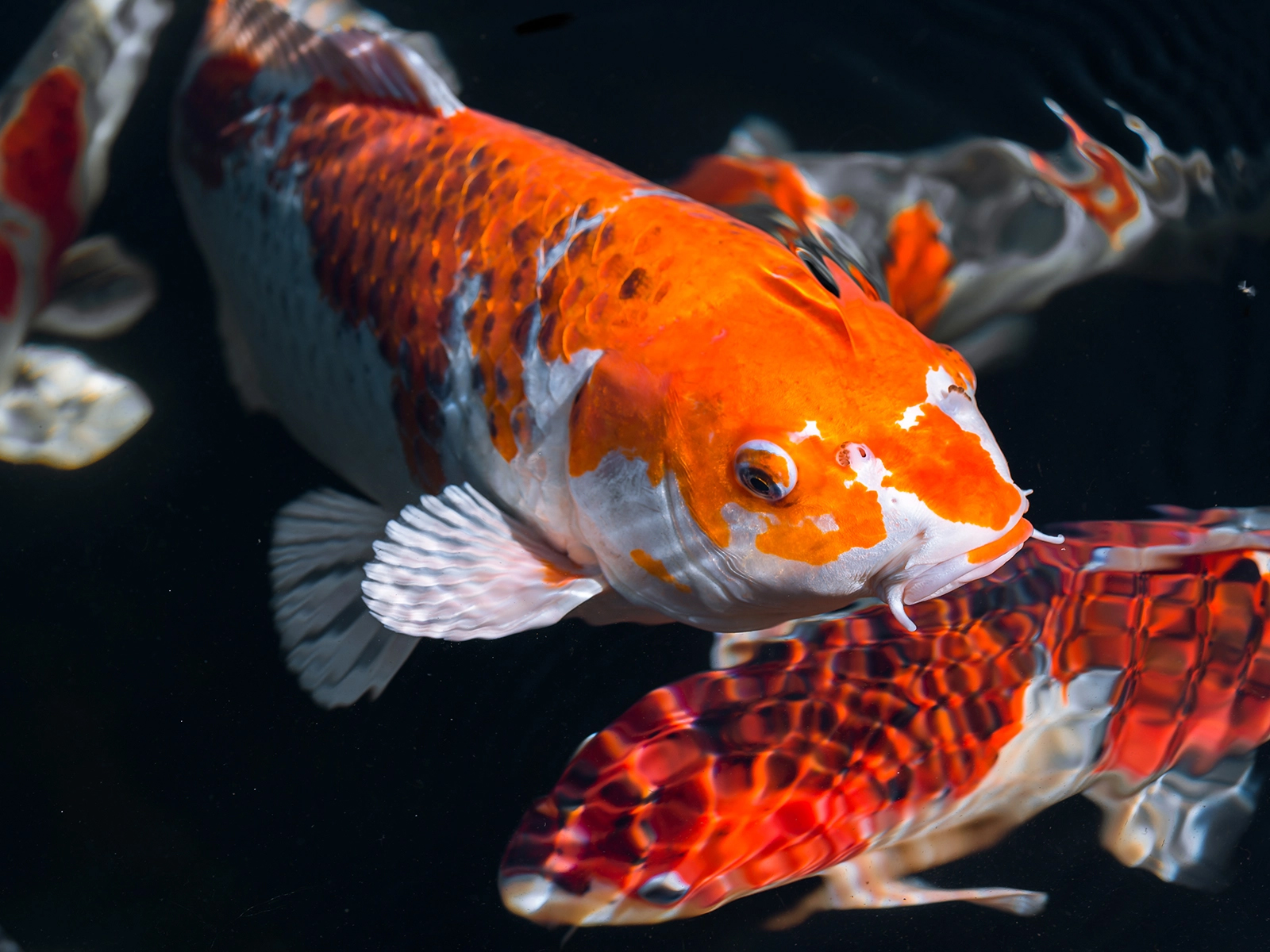 Koi