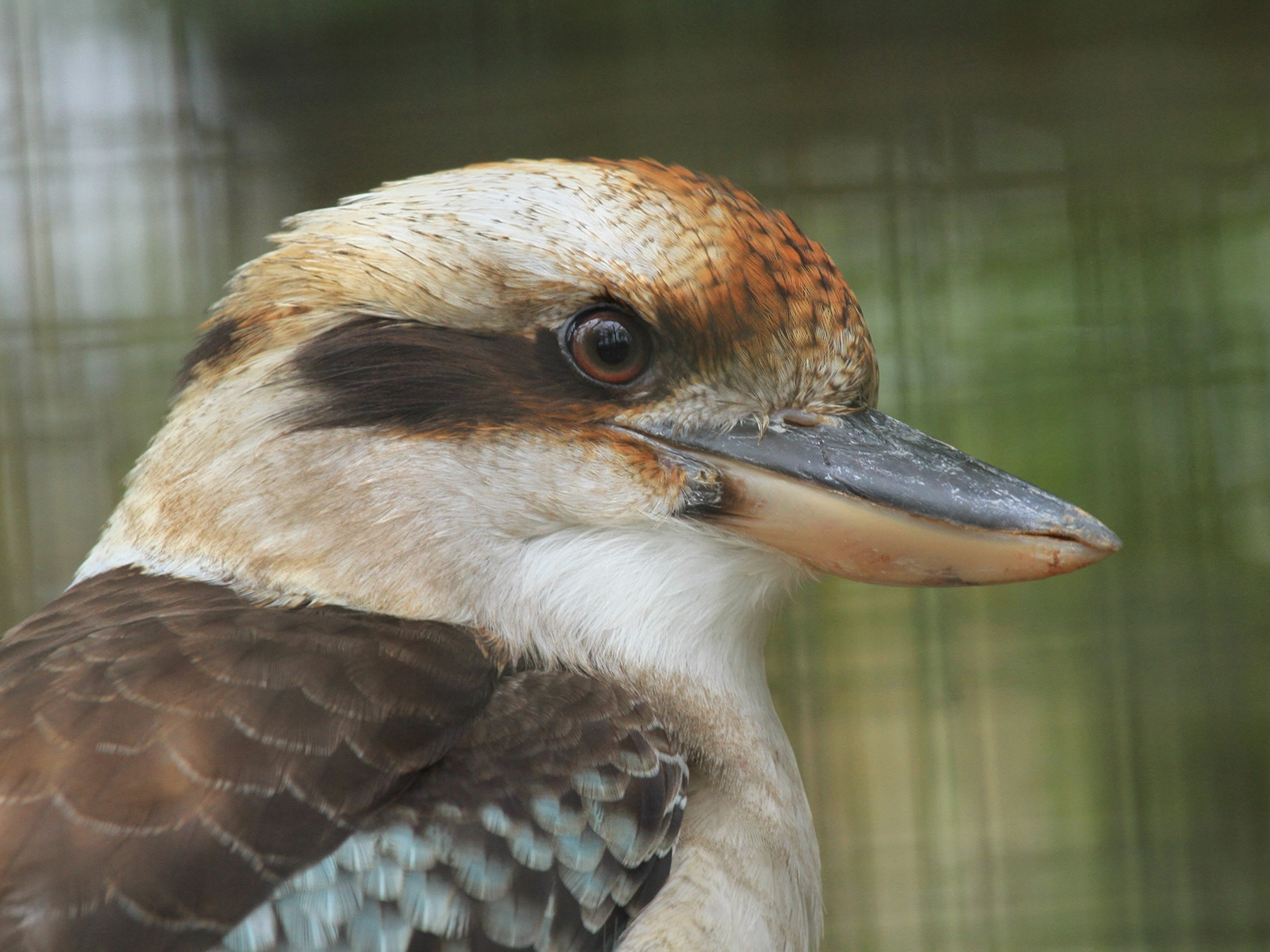 Laughing Kookaburra