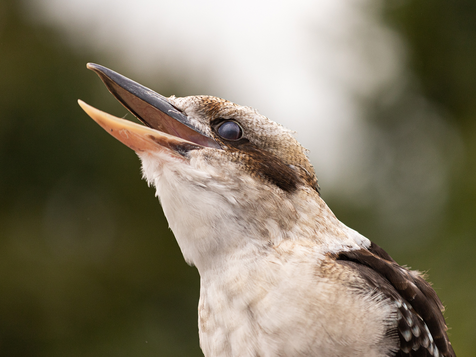 laughing kookaburra