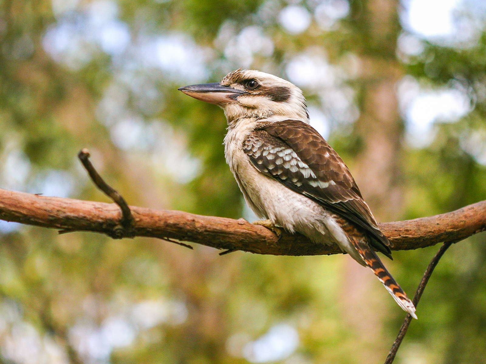 laughing kookaburra