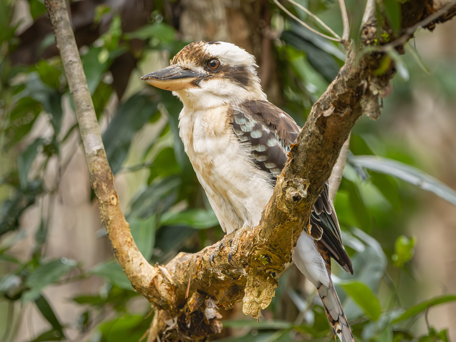 laughing kookaburra
