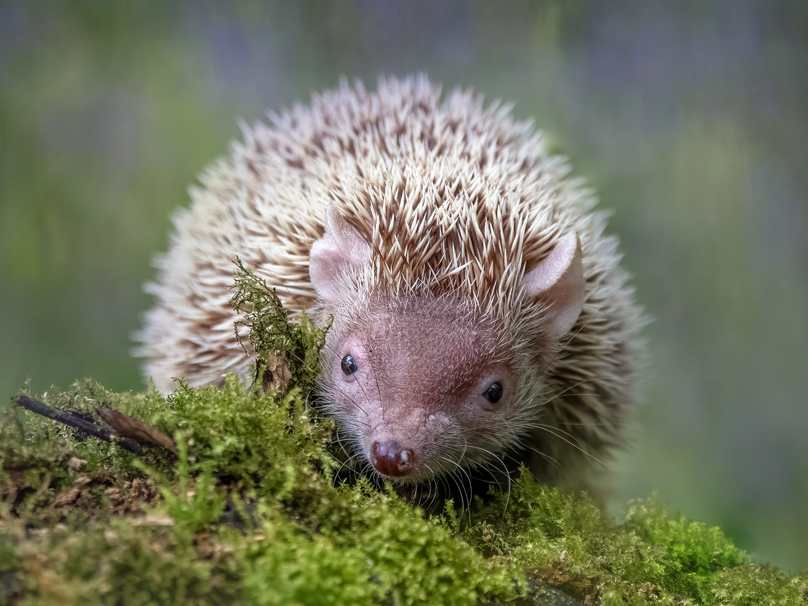 Lesser Madagascar Hedgehog Tenrec