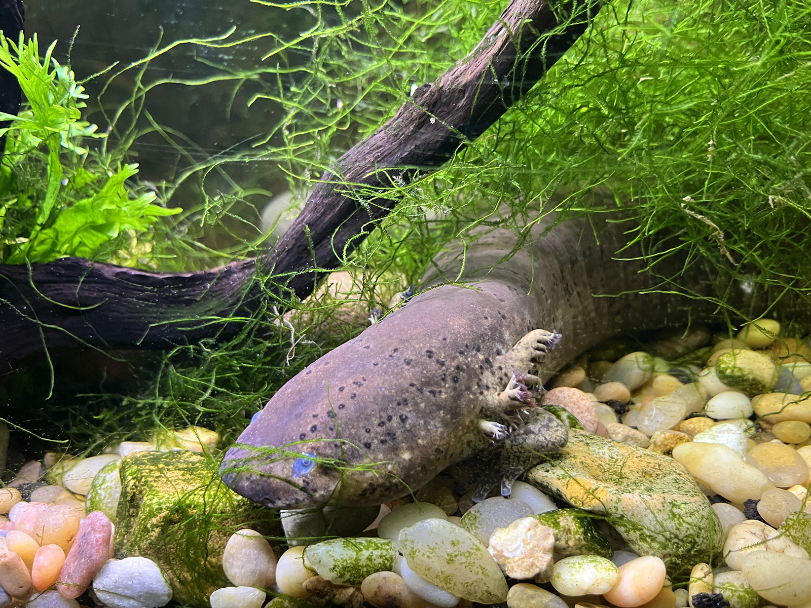 Lesser Siren