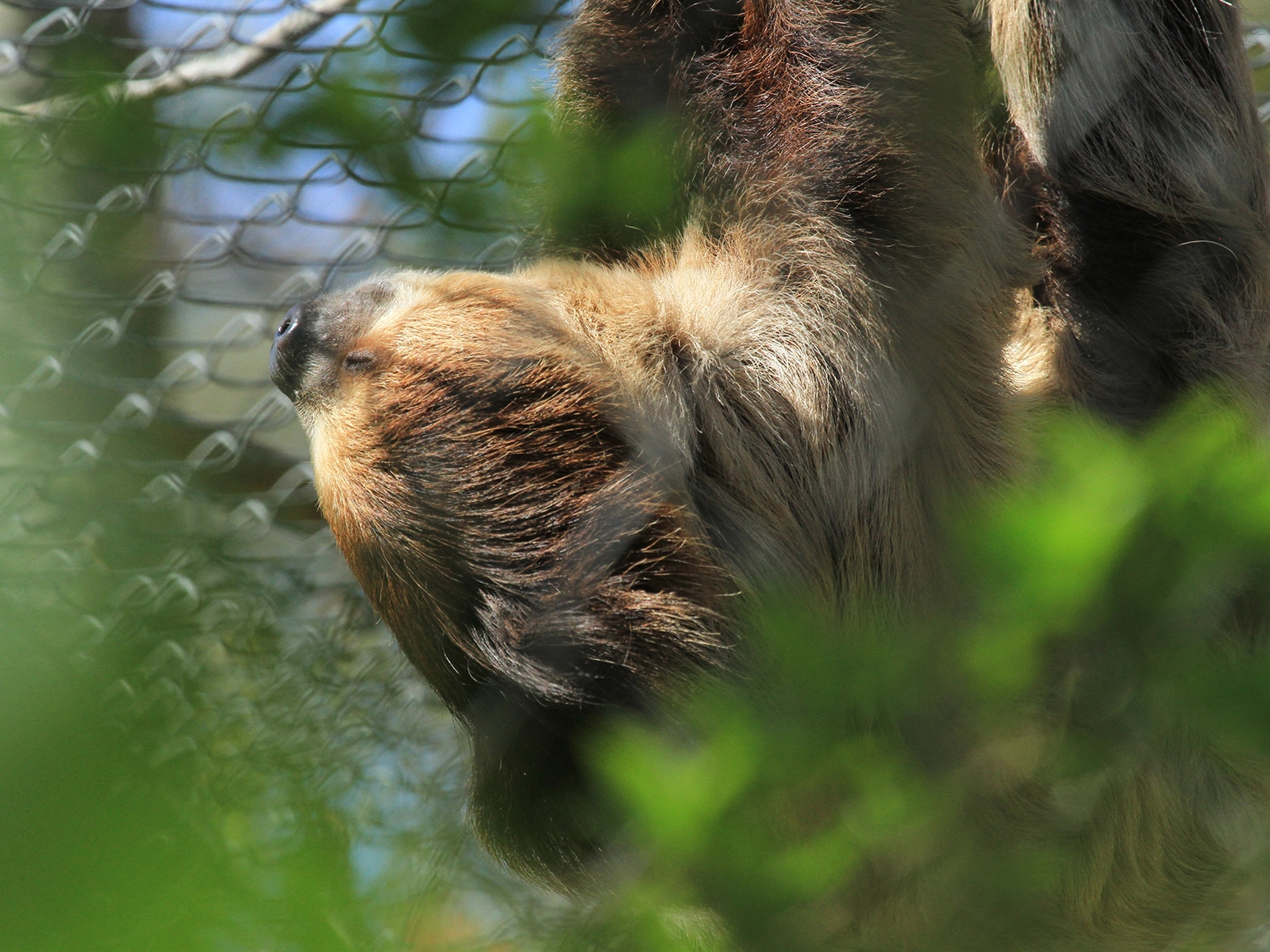 Linne's two-toed sloth