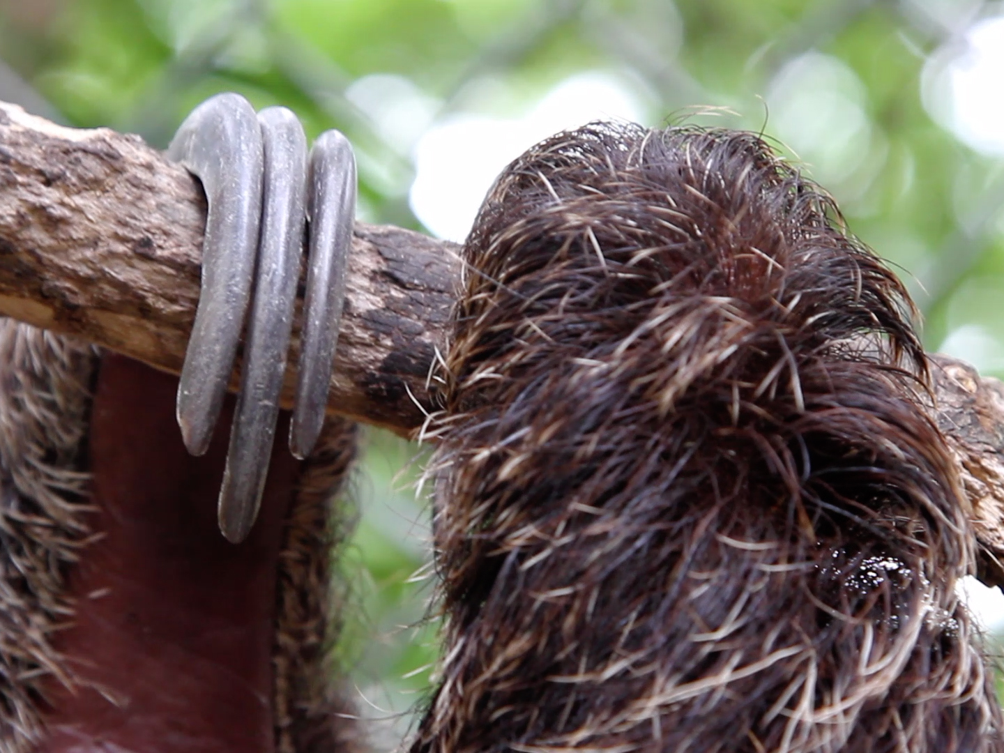 Linne's two-toed sloth claws