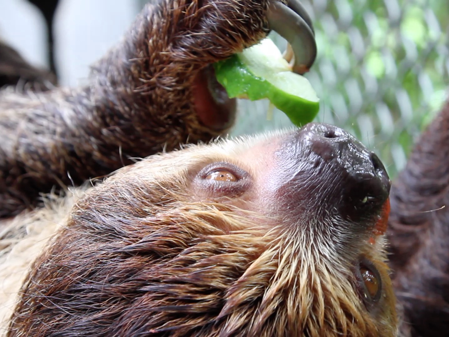 Linne's two-toed sloth eating
