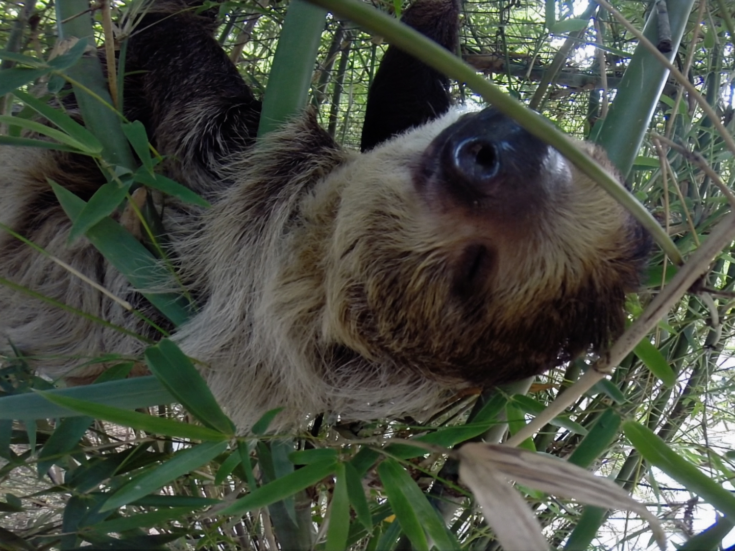 Linne's two-toed sloth hanging in bamboo