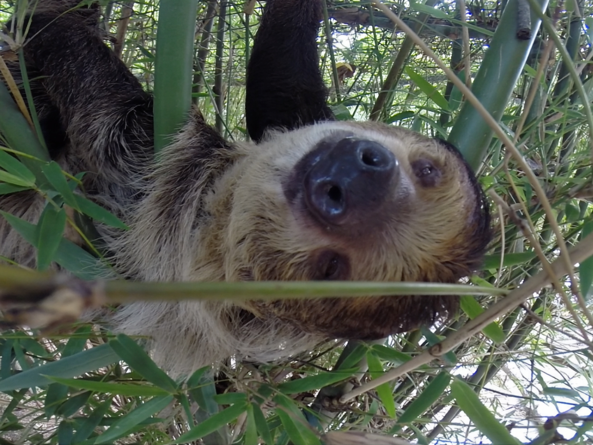Linne's two-toed sloth hanging
