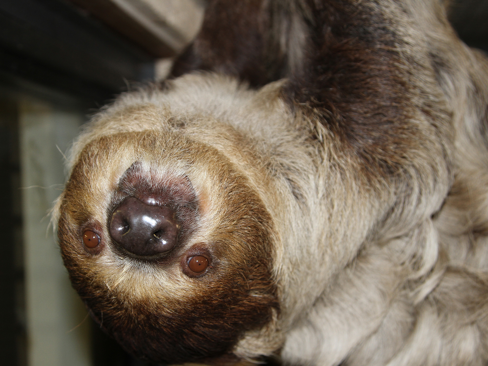 Linne's two-toed sloth hanging