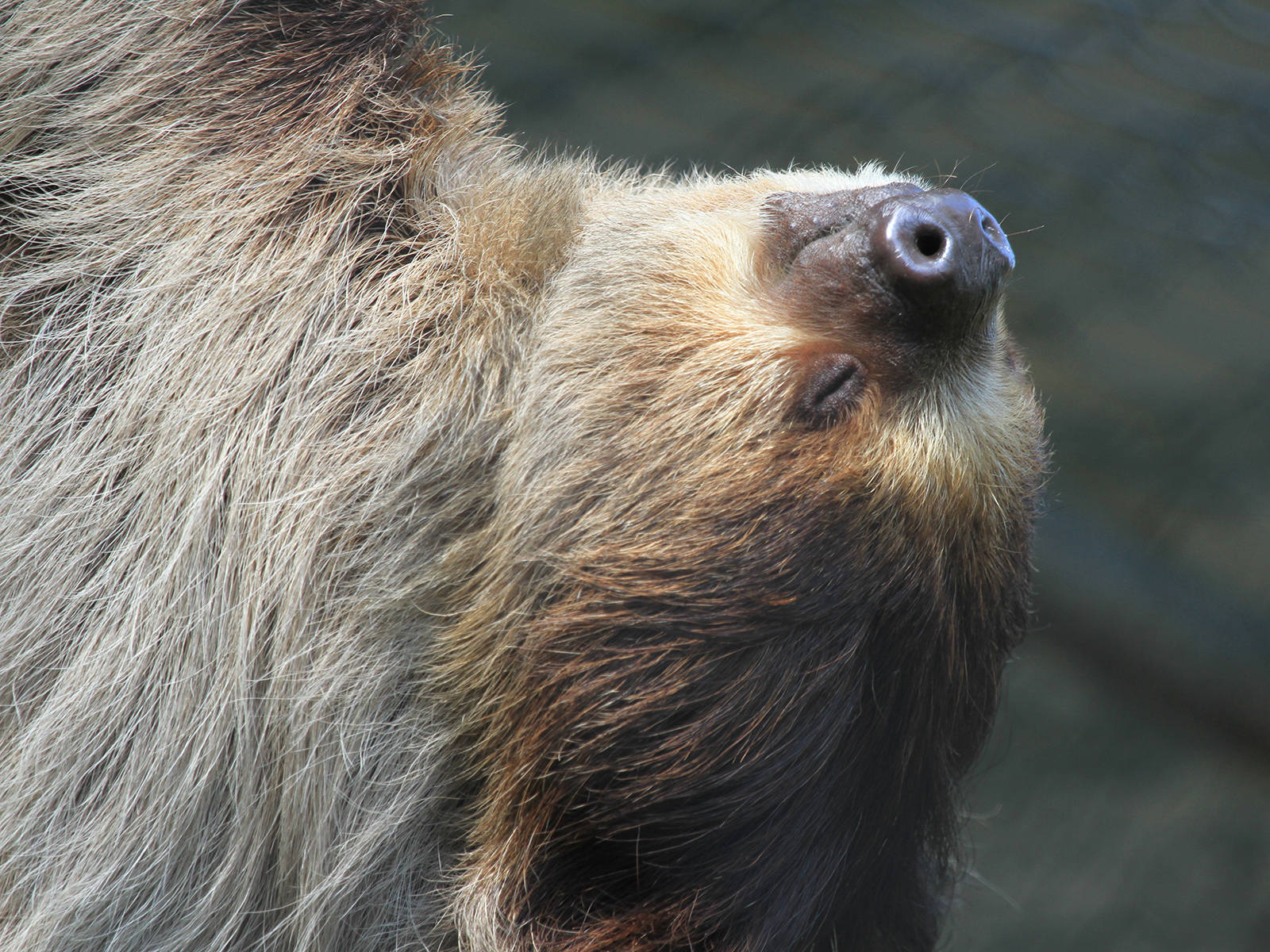 Linne's Two-toed Sloth