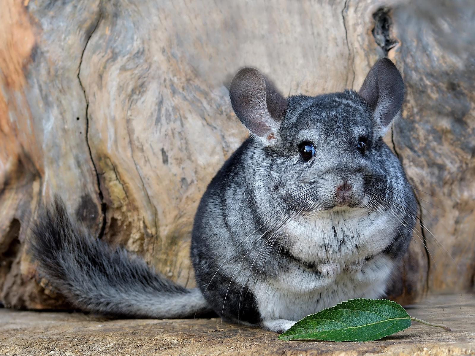 Long-tailed Chinchilla