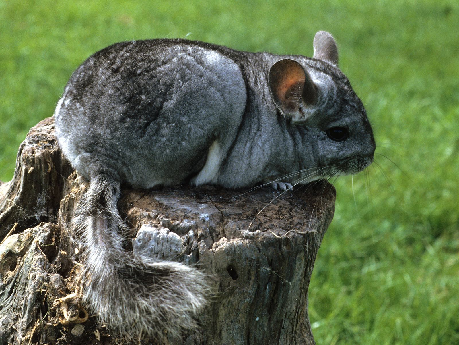 long-tailed chinchilla