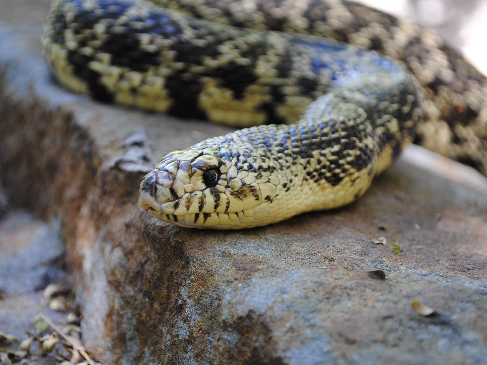 Louisiana Pine Snake