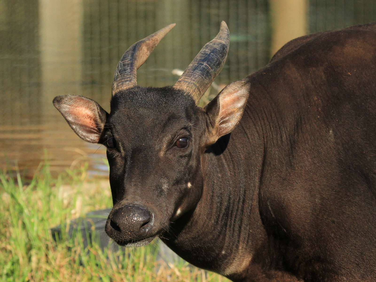 lowland anoa