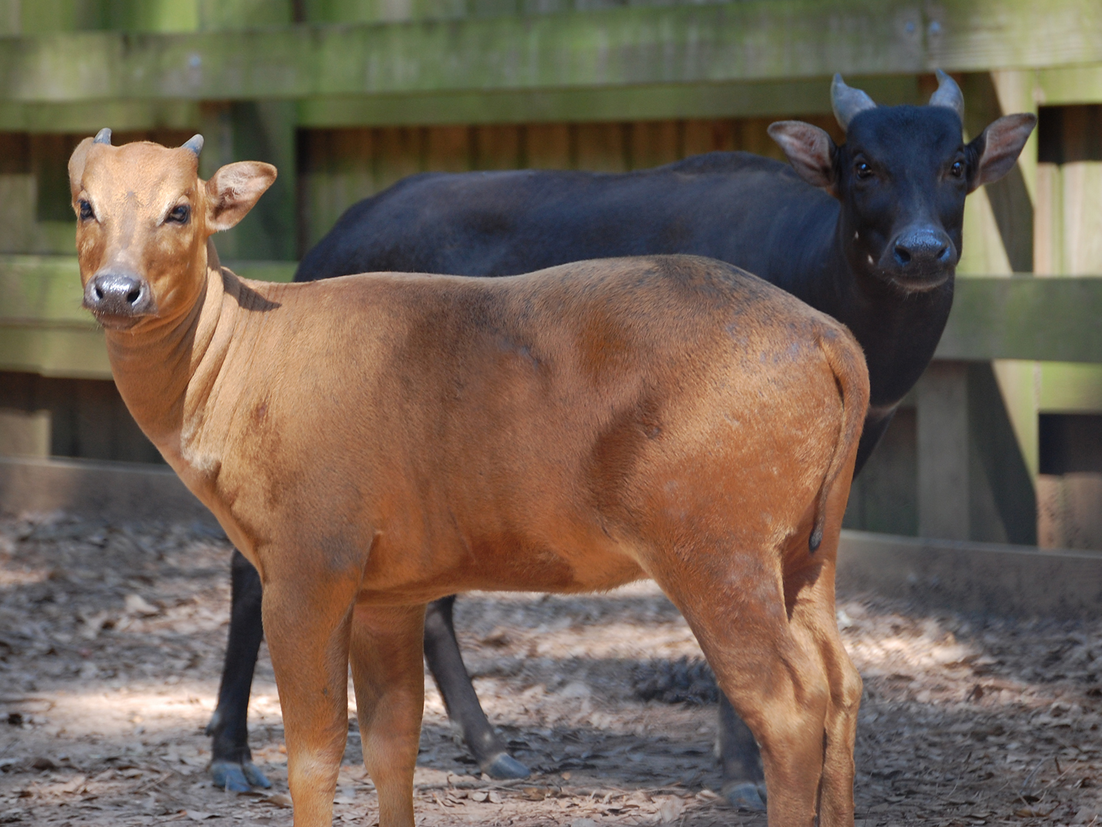 lowland anoa juvenile and female