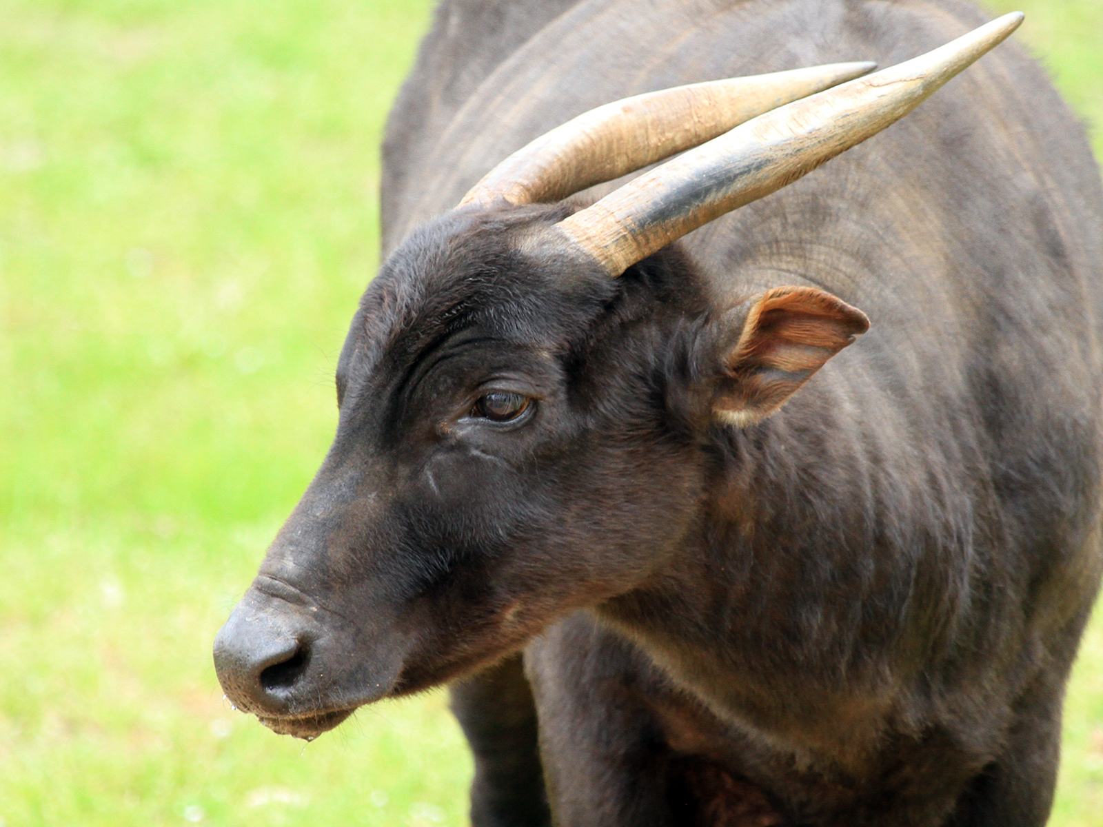 lowland anoa close up with horns