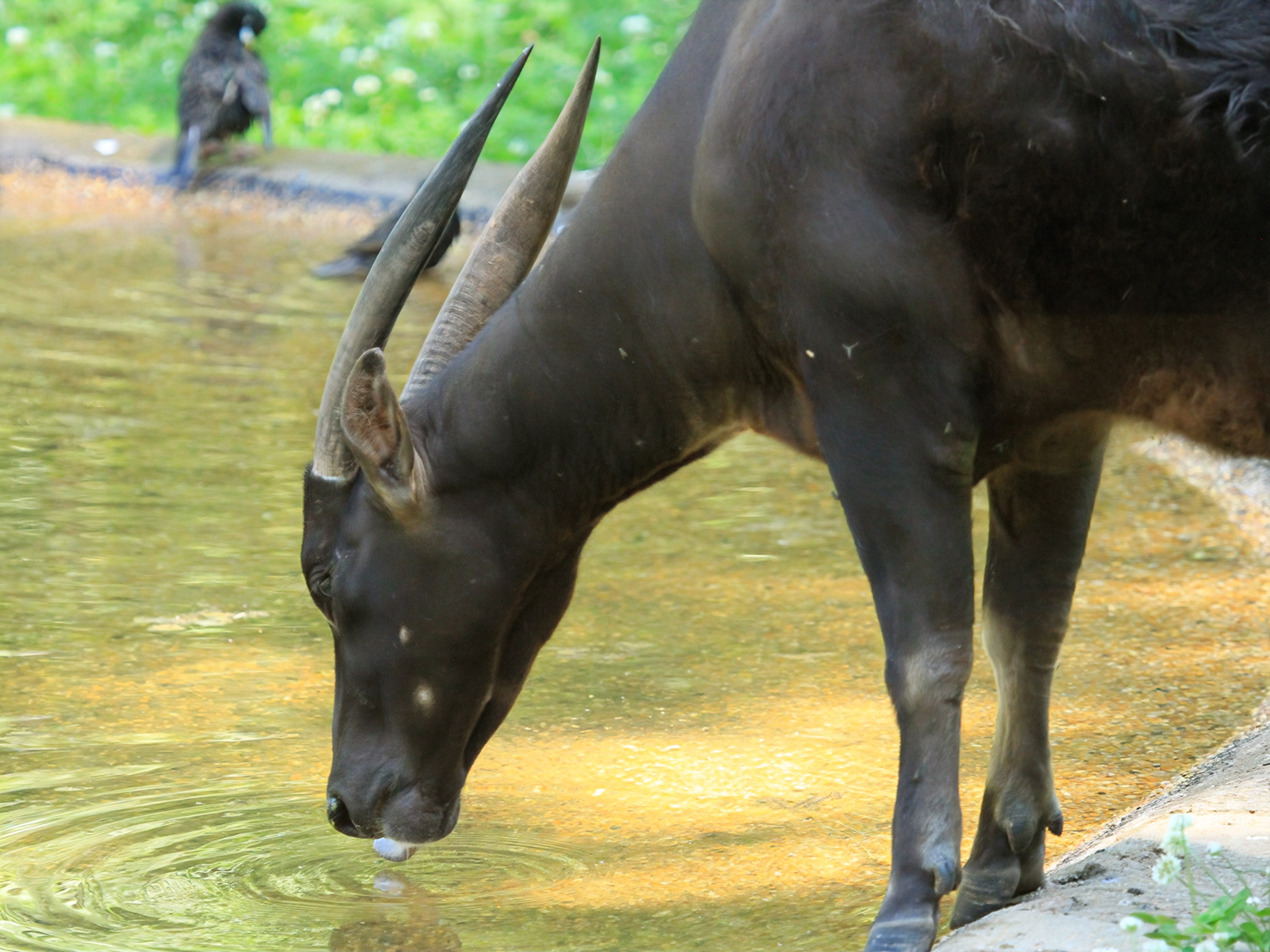 lowland anoa drinking