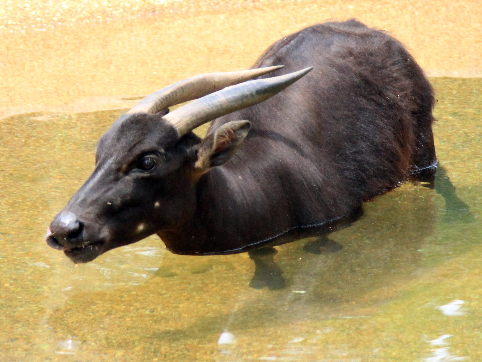 lowland anoa in pool
