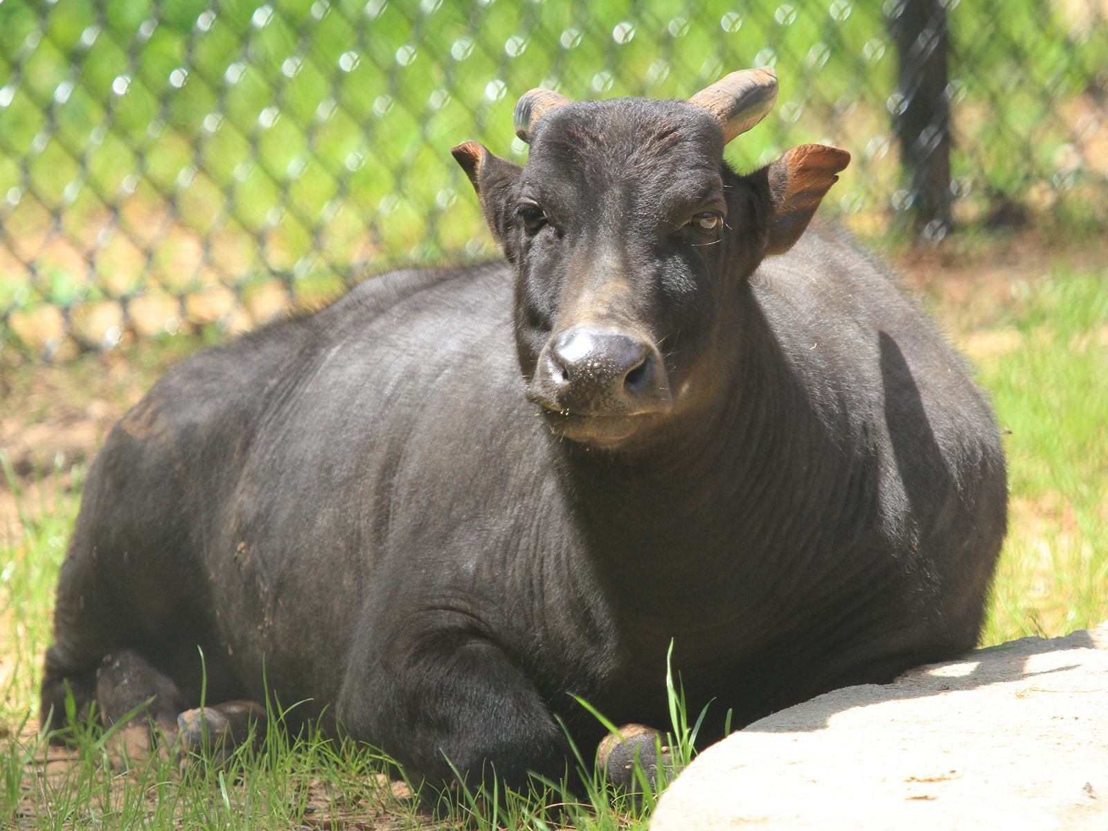 lowland anoa laying on ground