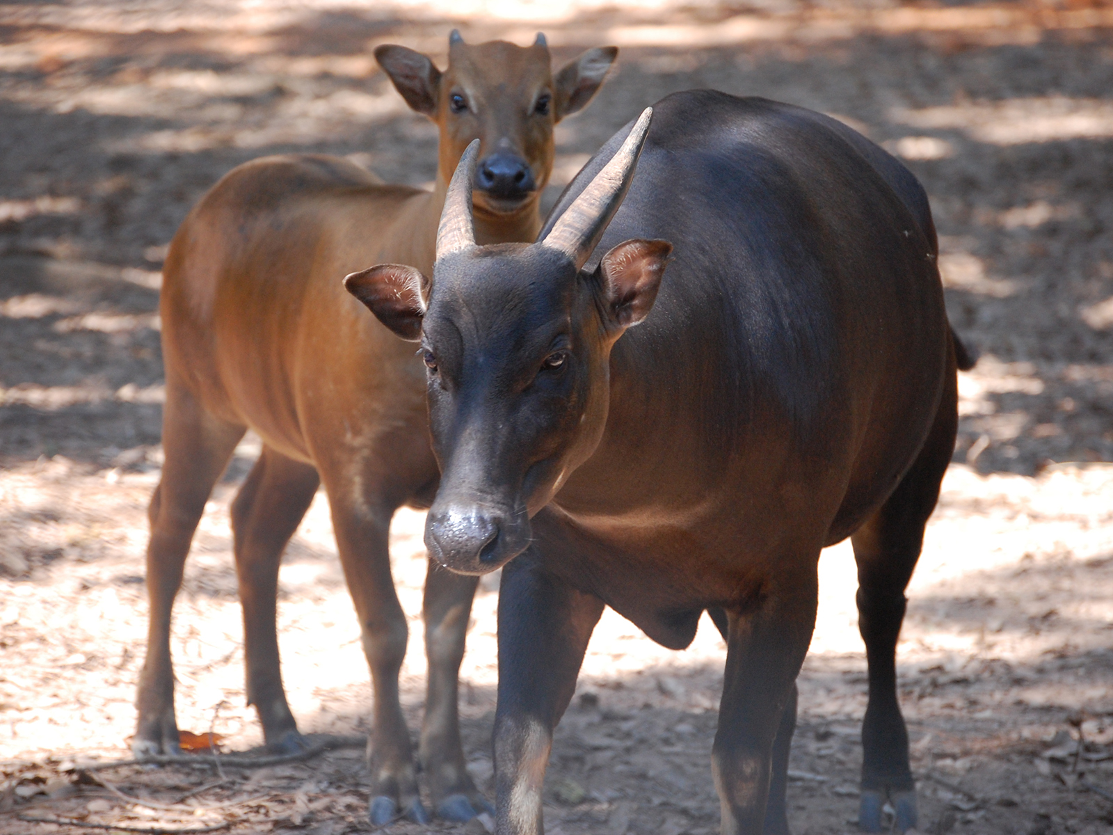 lowland anoa female and juvenile